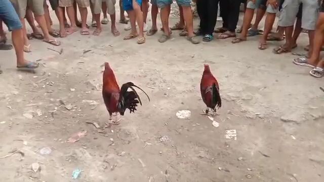 lamang pag masipag mamalo