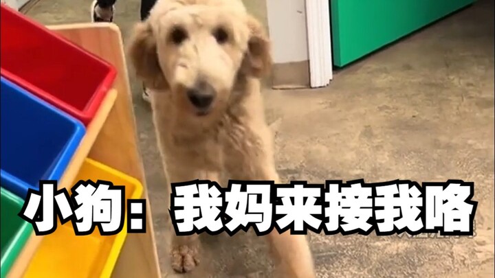 Kelompok penitipan siang pulang jam 6, ayo lihat kira-kira jam berapa para anjing pulang ke rumah~