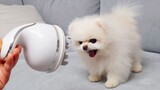 A Pomeranian wielding its fists against the massager