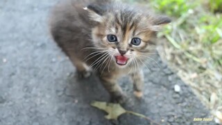 The blue-eyed stray kitten was very aggressive. After being given food, it immediately let down its 