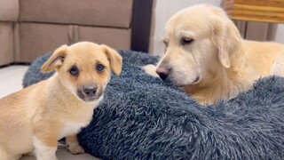 โกลเด้น รีทรีฟเวอร์ไม่ต้องการนอนร่วมกับลูกสุนัข