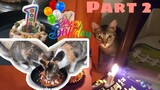 Part 2:Throwing A Cat first Birthday Party!With outdoor cats