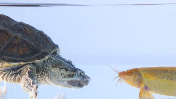 Saat Ikan Loach Mempermainkan Kura-Kura Botak