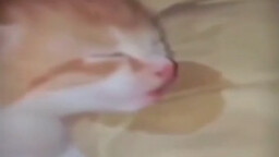 أنت