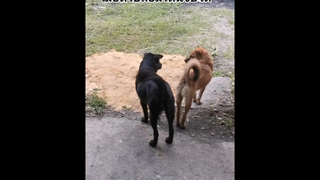 เมื่อตัวปลอมโดนจับได้