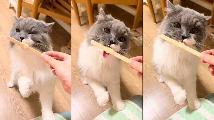 When your cat likes your ice cream…😻
