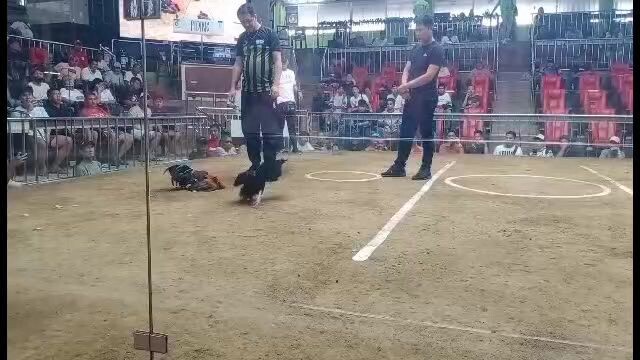 Pure Machine kelso W stag derby