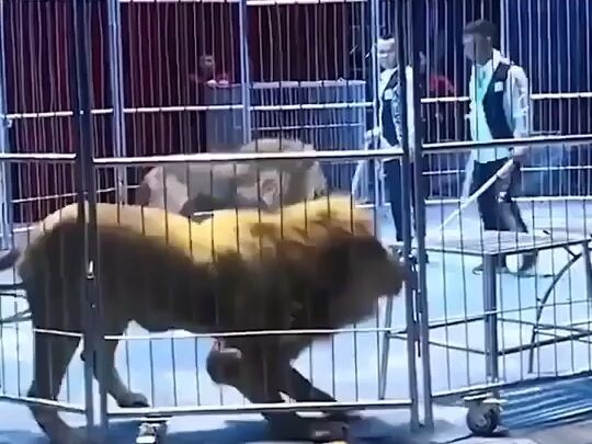 Classic Retrospective: The Lion Eats the Buffet