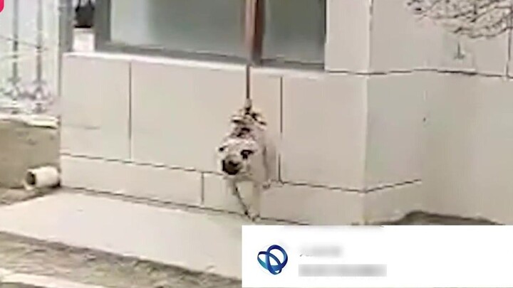 A Dalian resident put his dog on a long leash on the second floor of a quarantined building. He pull