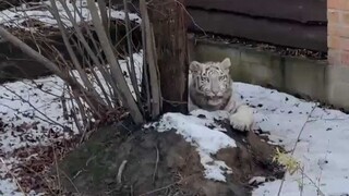 Hiding in the snow, you can't see me~