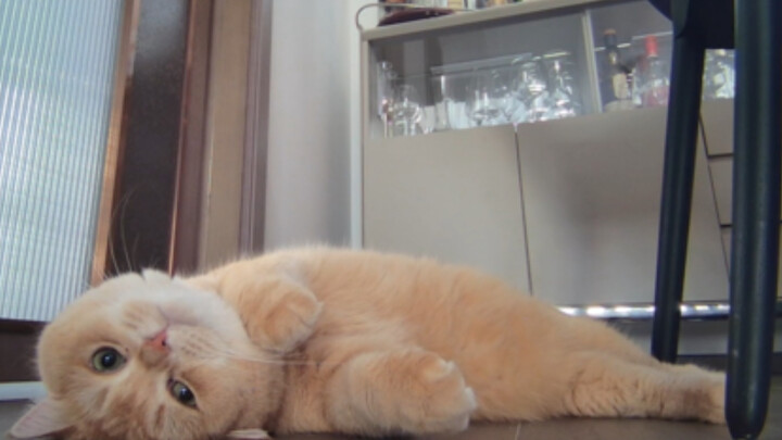 Once hailed across the internet as the most relaxed left-behind kitten…