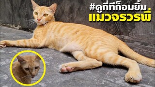 แมวจรน่ารัก อ้อนพ่อซอมบี้ หลงรักแมวจรขี้อ้อน #ดูกี่ทีก็อมยิ้ม