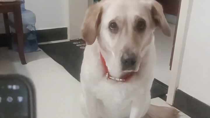 Dog: I’m just out of luck being stuck with you in this life.