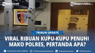 Viral Fenomena Ribuan Kupu-kupu Penuhi Mako Polres Mentawai, Pertanda Apa?