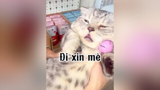 Đi xin mè với tui nho cat mèo