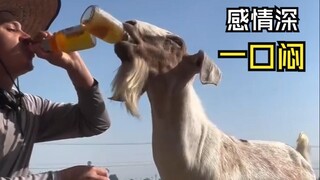 Thật là những video về động vật vui nhộn!