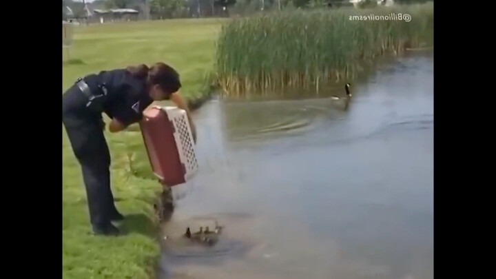 الأمّ البطة تتبنّى بطّة اليتيمة دون تردّد 🥺❤️