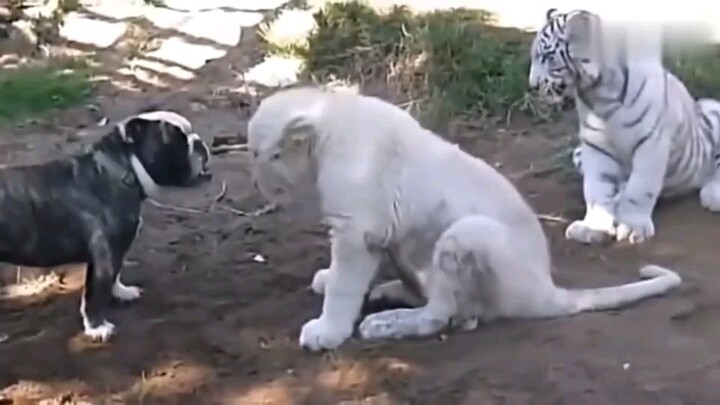 [Động vật] Chó Bully Mỹ "gây lộn" với hổ và sư tử