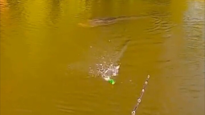 Where can you even buy bait this wild?