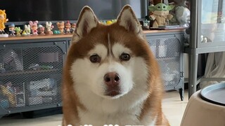 Having a short face and short thighs is a disadvantage no matter who you look at! So does my dog!