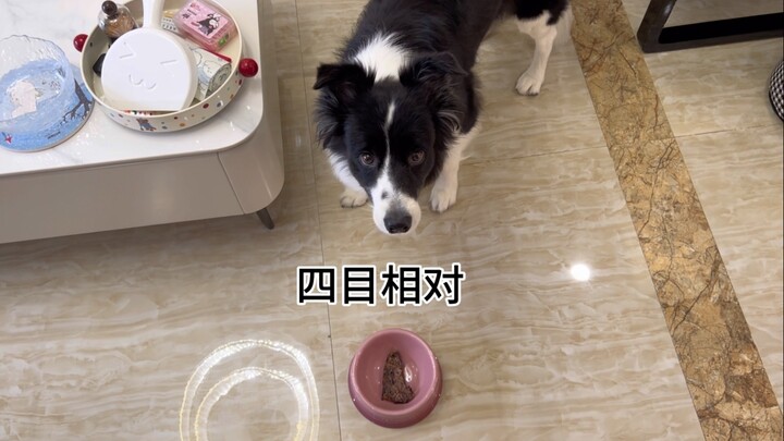 Change the position of the button and the food bowl to see how the puppy reacts