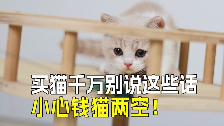 💰买猫省钱攻略：4个精明问法💯