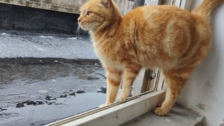 杭州下雪了，猫猫说：喵喵喵喵喵喵喵喵