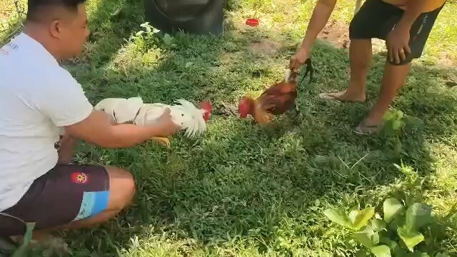 White gull vs Lemon banahaw