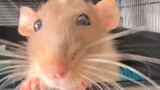 Video by Cute Pet Club (6)