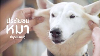GlutaStory - 5 ประโยชน์จากหมา ที่คุณไม่เคยรู้