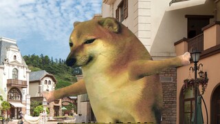 cheems paternity test