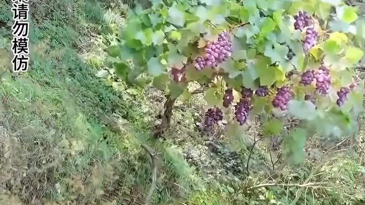 Dahil sa isang mahiwagang balon, nagbago ang buhay nya. EP1