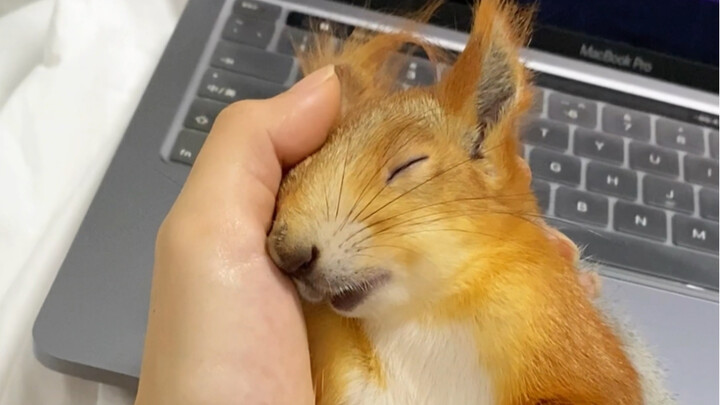 这小凶许是来报恩的吧  怎么这么懂事