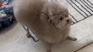 Come and see, Yangyang, I'm in a hurry!