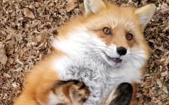 【จิ้งจอก】เกาคันให้ดิกซี่โด มันช่างน่ารักเหลือเกิน ฉันเล่นแบบนี้ได้ทั้งวันเลยนะ