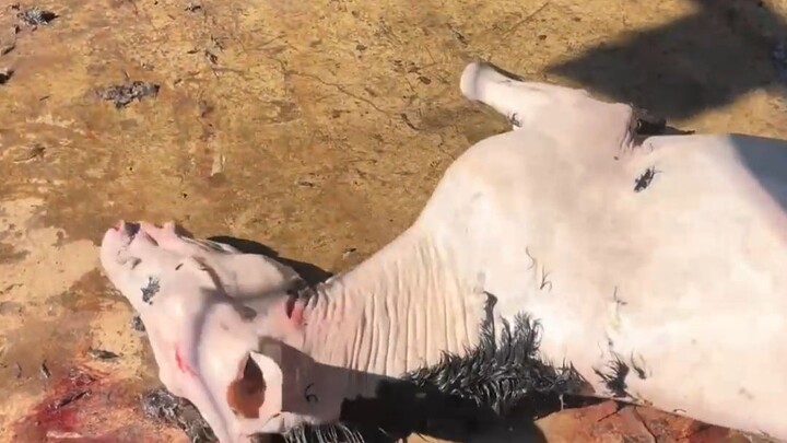 Ternyata kulit keledai bisa memutihkan kulit begitu hebat!