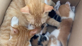 Isn't it delightful to learn how to make children's food and wife's sauce?