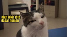 Wujud Asli Kucing Ketika Di Luar Rumah