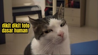 Wujud Asli Kucing Ketika Di Luar Rumah