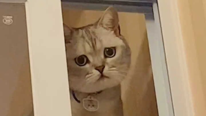 Some cats get so jealous they start hitting people—now who’d dare take one in…?