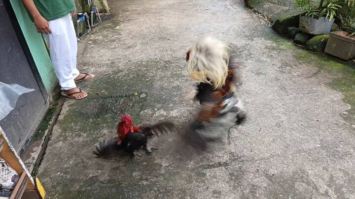 9 months old JJPE MSB vs 3 yrs old Grey