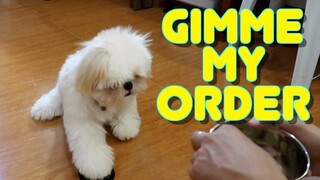 Cute Shih tzu Puppy Orders Food By Ringing the Bell