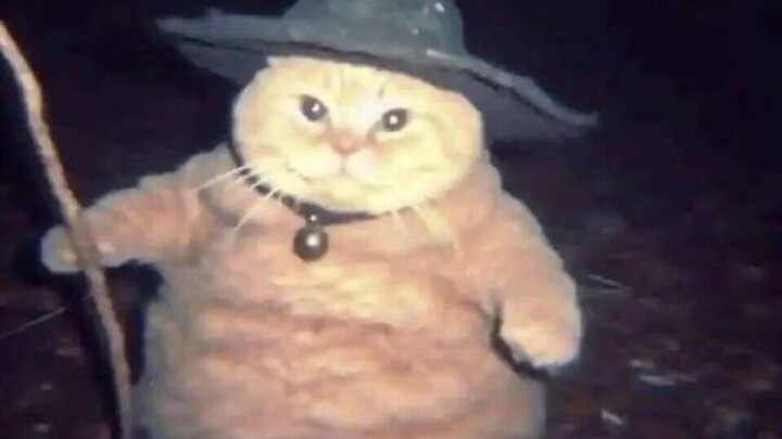 My little kitty knows a bit of magic too!