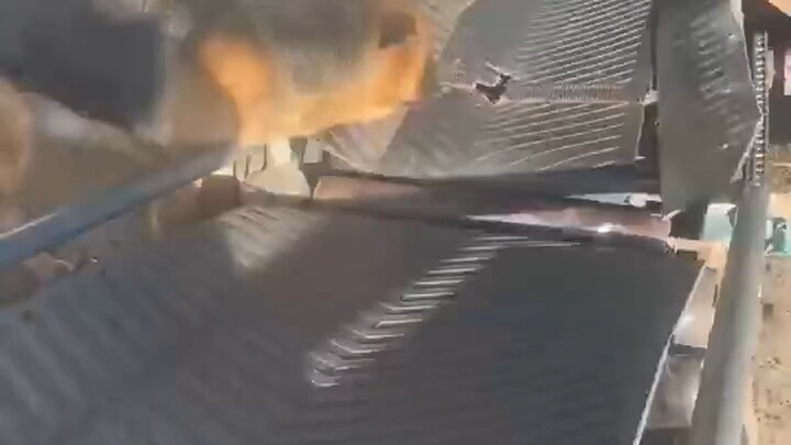 يا له من صاحب عمل قلبه أسود! لقد أرهق أخي الأكبر إلى حدّ الإرهاق الشديد! ههههه