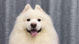 [Động vật]Những suy nghĩ của Samoyed có thể thấy được qua đôi tai