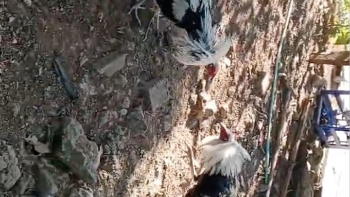 Spar ng larry romero grey na binili sa atin 7months old na