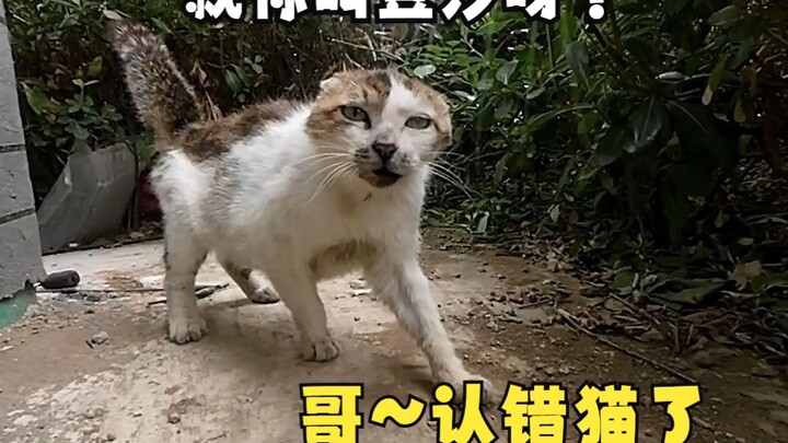 Meow~ The little kitty “backed down” today: “Big cat brother, I’m lost—do you believe me?!”