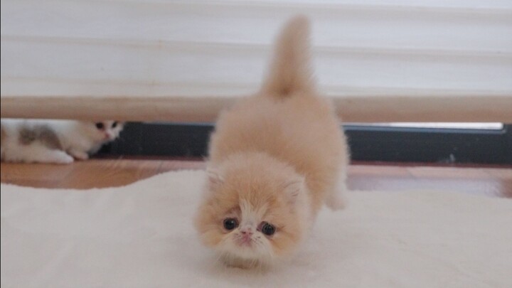 Silly and cute, but very clingy.