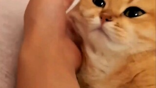 Momen-momen seperti kucing~ Aku tidak tahan