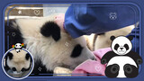大熊猫宝宝每次喝完奶擦嘴的时候，都要集体变嘤嘤怪！